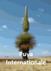 puya_internationale_site.png